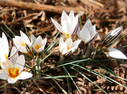 Crocus stridii 